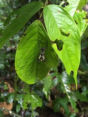 Micrathena vigorsi