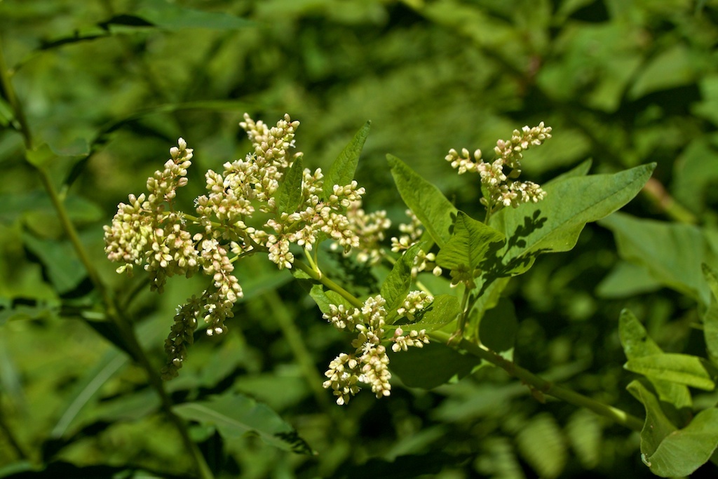 Aconogonon phytolaccifolium