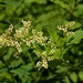 Koenigia phytolaccifolia - Photo (c) Brent Miller, algunos derechos reservados (CC BY-NC-ND)