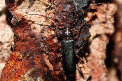 Phymatodes testaceus