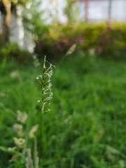 Poaceae