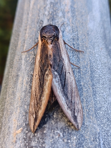 Privet hawk-moth