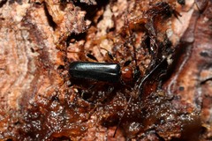 Phymatodes testaceus