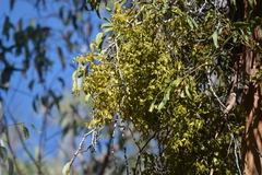 Notothixos subaureus