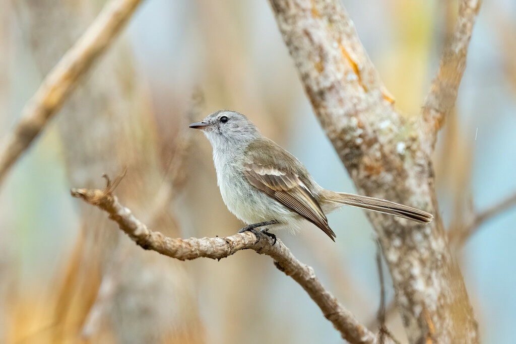 Marañon Tyrannulet photo