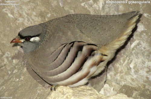See-see Partridge (Ammoperdix griseogularis), photo 5