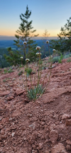 Eriogonum panguicense var. panguicense