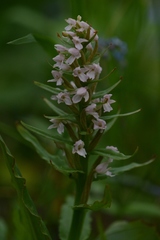 Galearis camtschatica