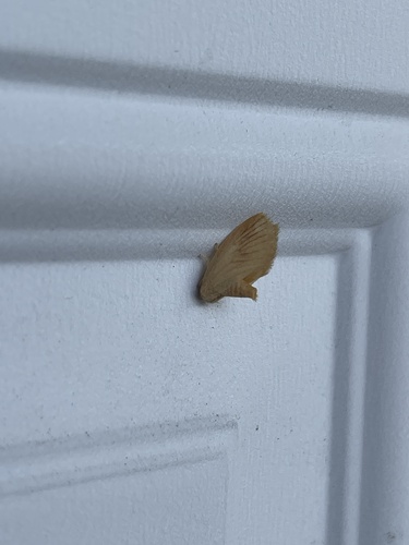 Early Button Slug Moth photo 6