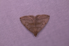 Zanclognatha pedipilalis