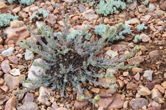Castilleja cinerea