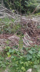 Polychrus marmoratus