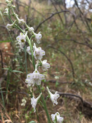 Delphinium hansenii