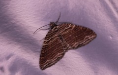 Anticlea multiferata