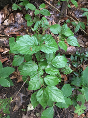 Viburnum rafinesqueanum