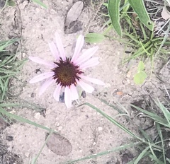 Echinacea angustifolia