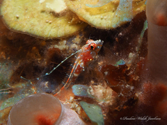 Filament Blenny photo 1