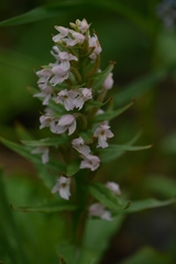 Galearis camtschatica