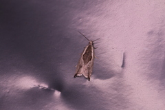 Ancylis sheppardana