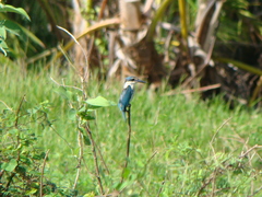 Todiramphus sanctus macmillani