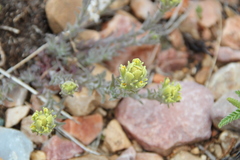 Castilleja cinerea