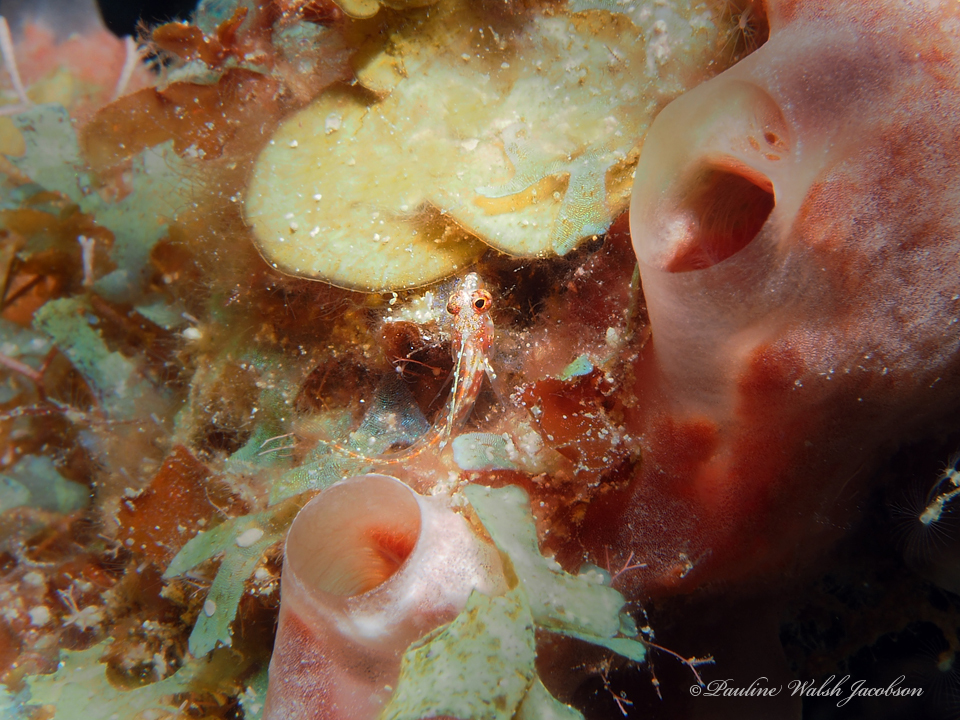 Filament Blenny photo 4