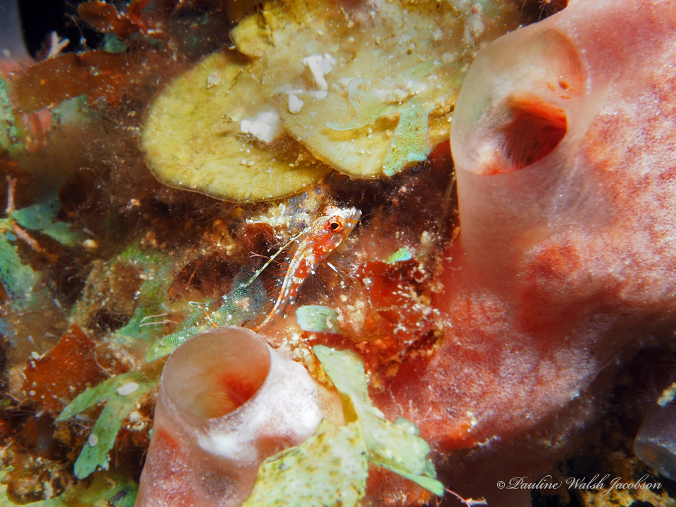 Filament Blenny photo 3