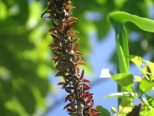 Pitcairnia imbricata, photograph 5