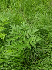 Angelica atropurpurea