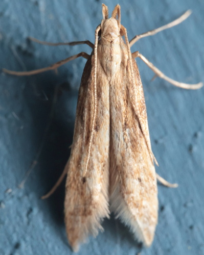 Burdock Seedhead Moth photo 2