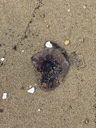 Dwarf Lion's Mane Jelly photographed in New Jersey