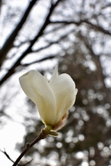 Magnolia