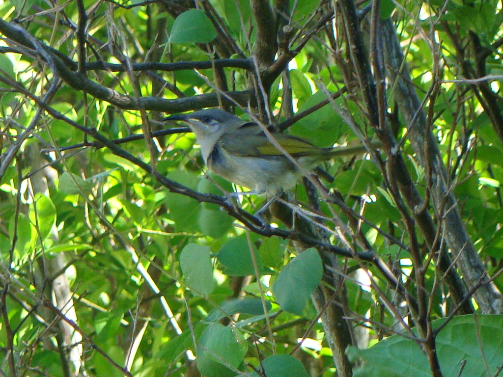 Grey-eared Honeyeater