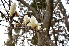 Magnolia