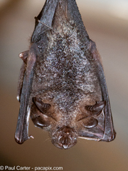 Malaysian Woolly Horseshoe Bat photo 3