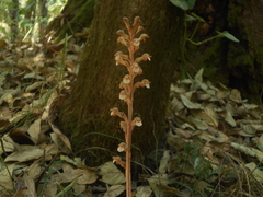 Sarcoglottis schaffneri