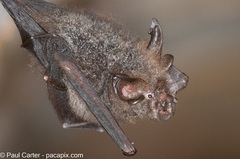 Malaysian Woolly Horseshoe Bat photo 4