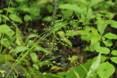 Poa alsodes