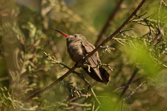 Phaeoptila sordida