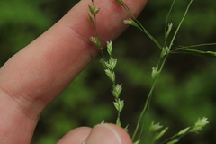 Poa alsodes
