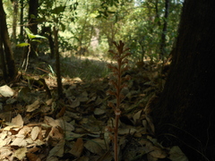 Sarcoglottis schaffneri