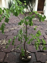 Erythrostemon melanadenius