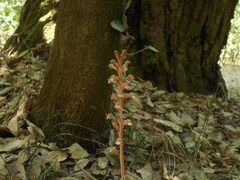 Sarcoglottis schaffneri