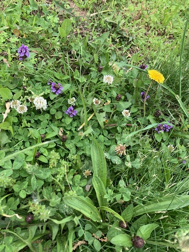 photo of Common Selfheal (Prunella vulgaris)