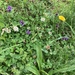 photo of Common Selfheal (Prunella vulgaris)