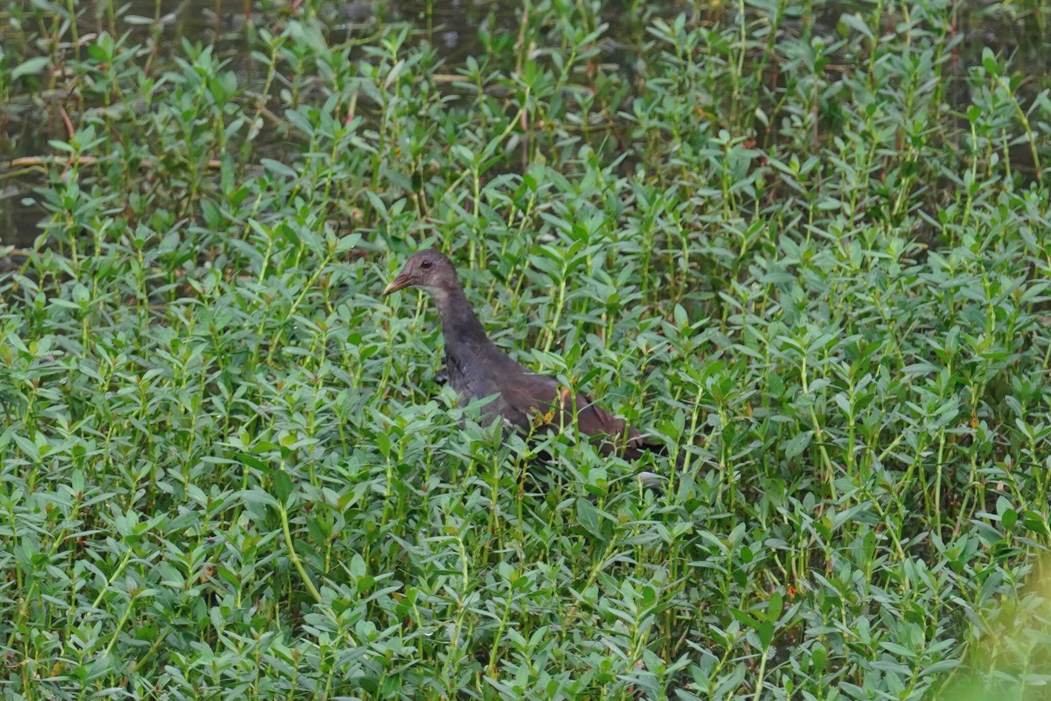 Brown Crake