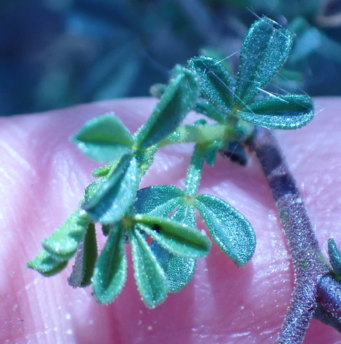 Image of Melolobium adenodes by (c) Nicola van Berkel, some rights reserved (CC BY-SA)