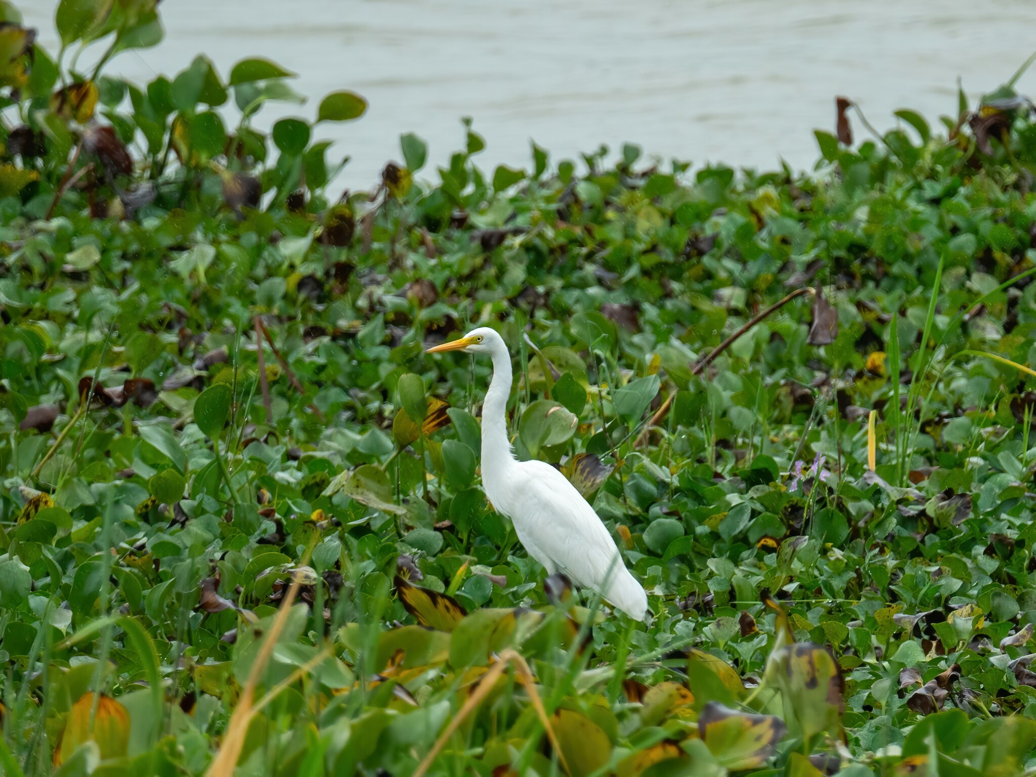 Medium Egret