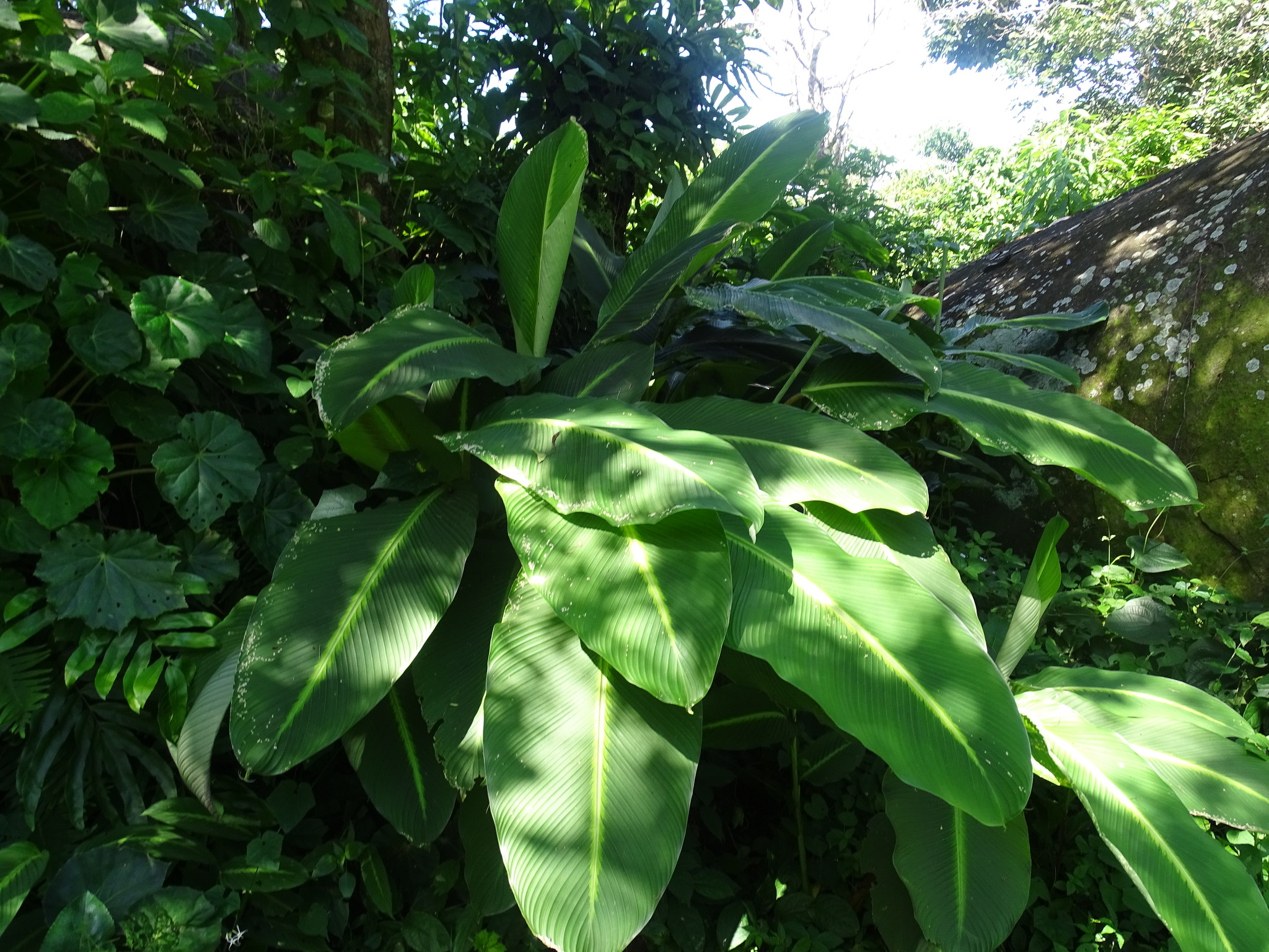 Imagem de Maranta-riscada