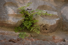 Adiantum tricholepis